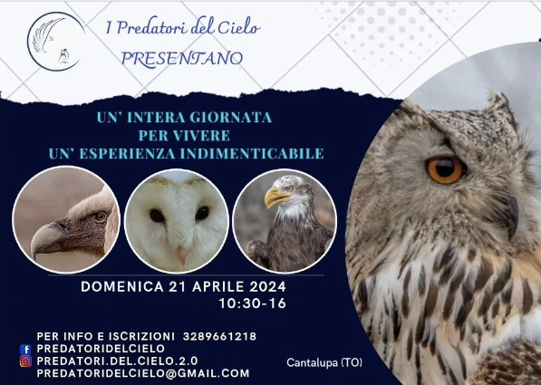Schermata 2024-05-14 alle 20.13.20 Schermata 2024 05 14 alle 20.13.20 - grafico freelance locandina