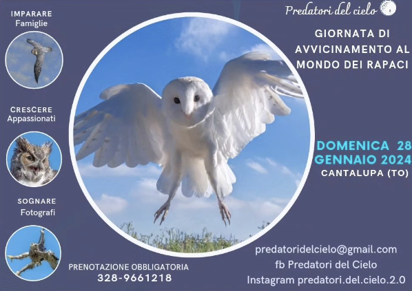 Schermata 2024-05-14 alle 20.14.24 Schermata 2024 05 14 alle 20.14.24 - grafico freelance locandina