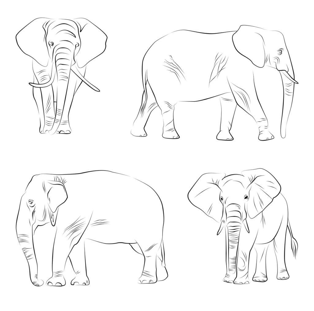 disegno elefante africano -