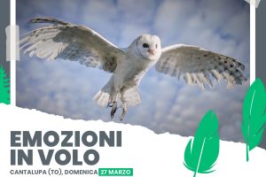 Logo e Grafica grafica per social per attivita - graphic design