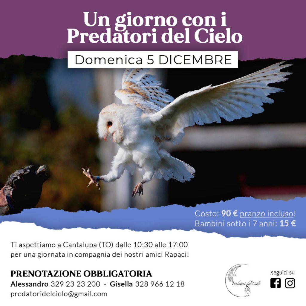 instagram instagram - grafico freelance locandina